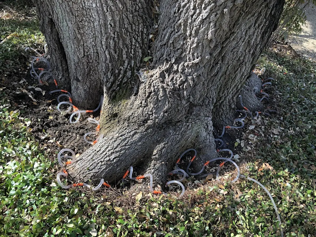 Detailed Tree Cabling and Bracing job site in Watertown