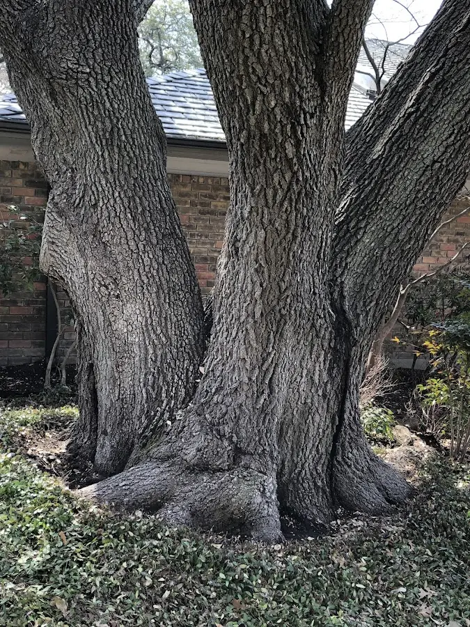 Mature heritage tree close to a Watertown property cared for by certified arborists